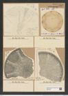 Aulacodiscus grunowii Cleve (de-Toni-Nr.: Genus 182, Species 4555) Zeichnungen Sammlung Grunow Nr. 8163 (NHMW-BOT-W0377529)